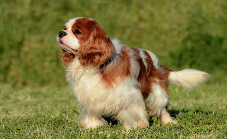 American Cocker Spaniel